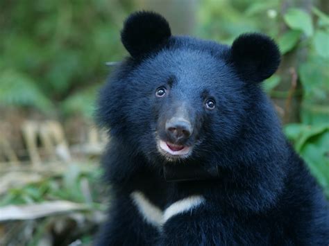 南安小熊死亡|南安小熊回家了，黑熊保育協會：孩子，什麼動物都好，但就是不。